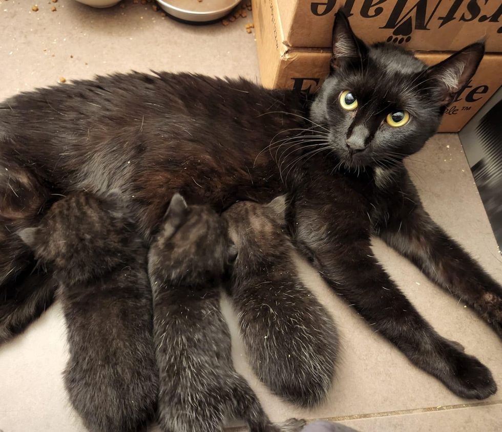 cat nursing kittens