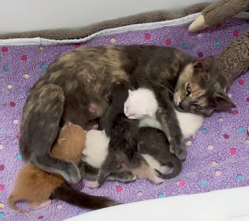 cat nursing kittens