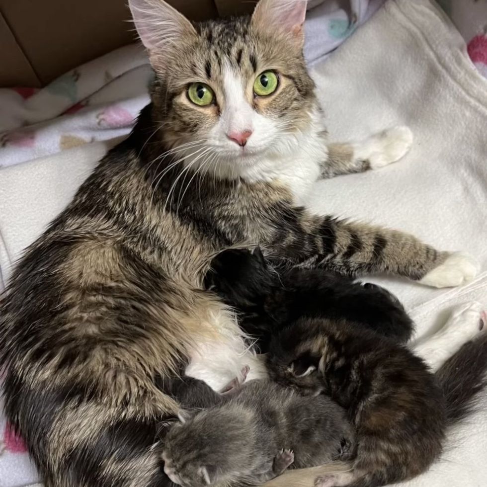 cat nursing kittens