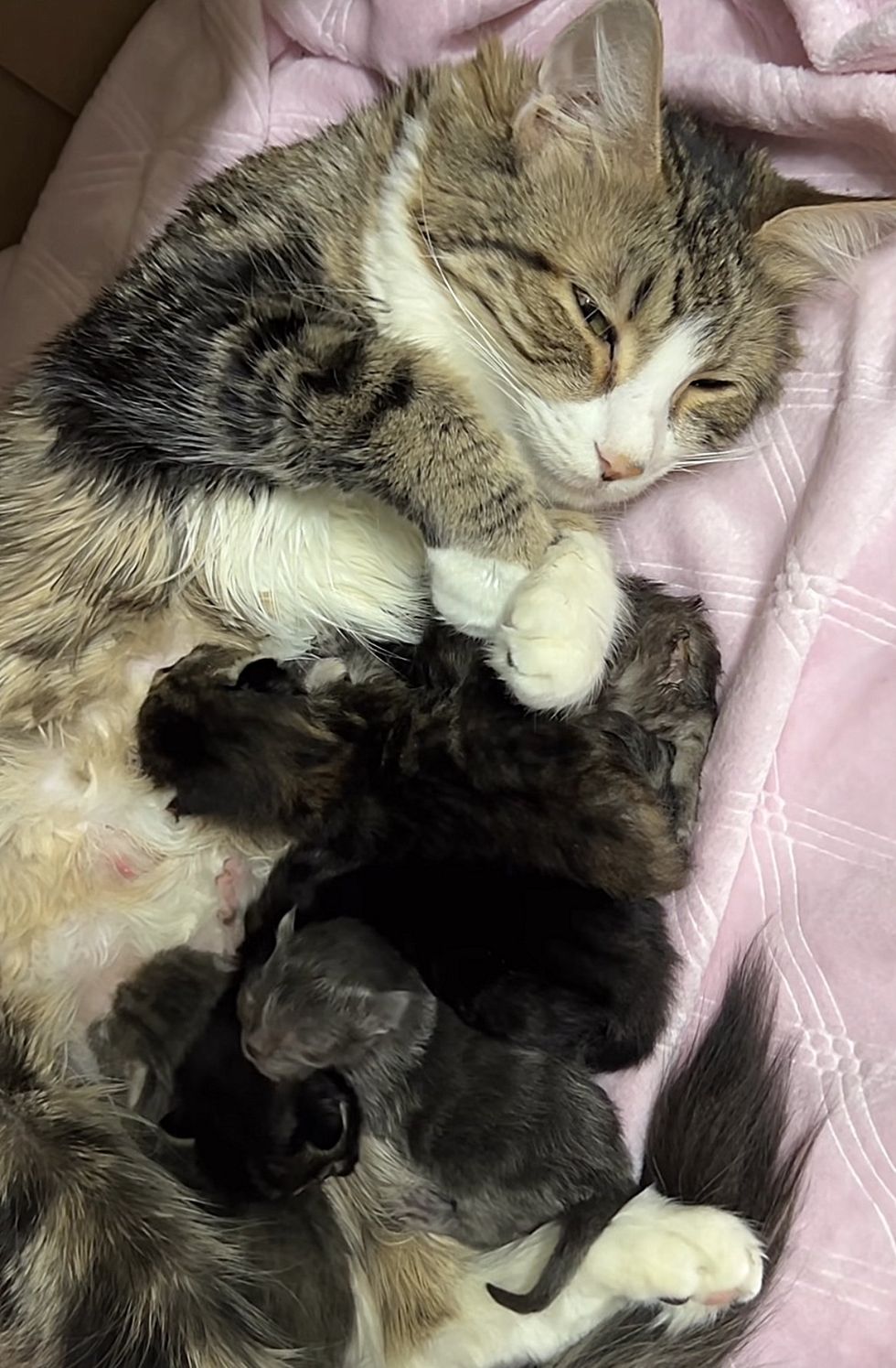 cat nursing kittens