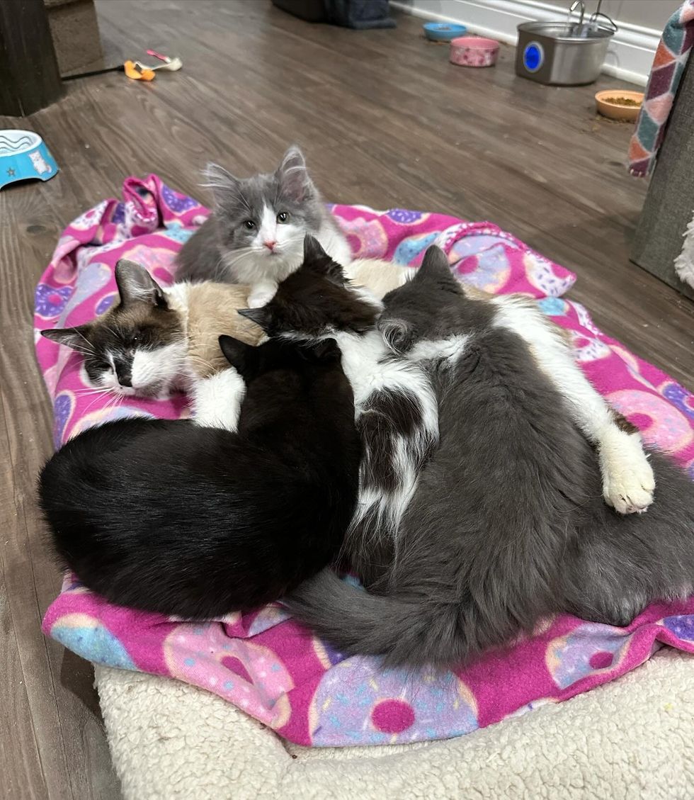 cat nursing kittens