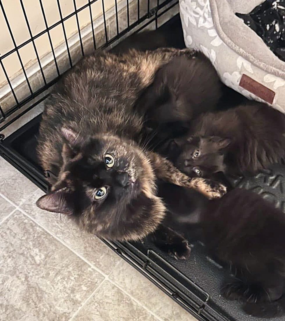 cat nursing kittens