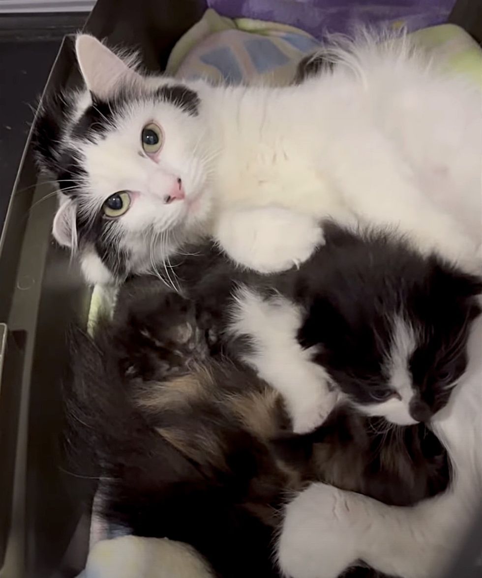 cat nursing kittens