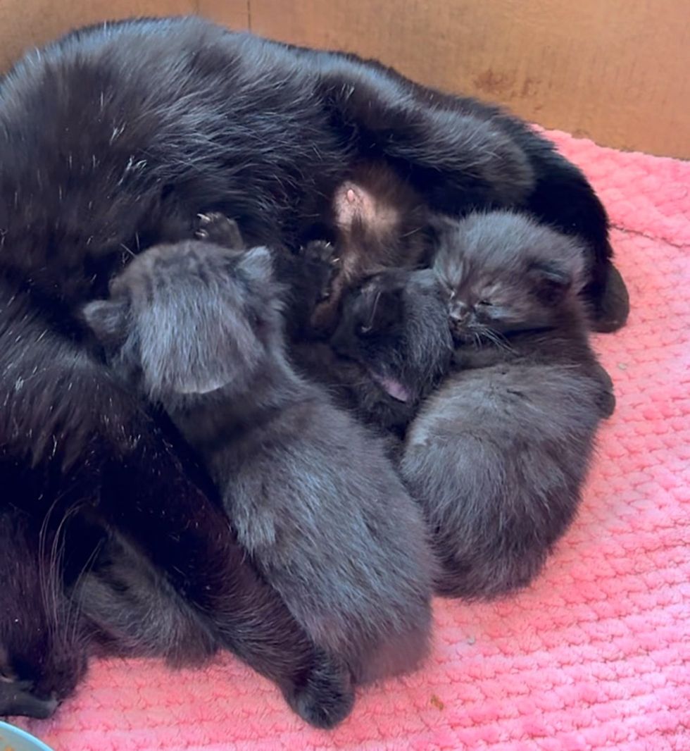 cat nursing kittens