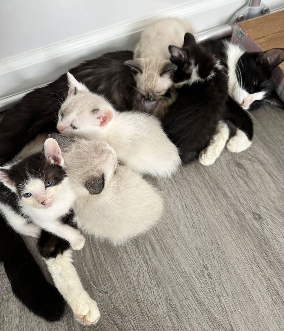 cat nursing kittens