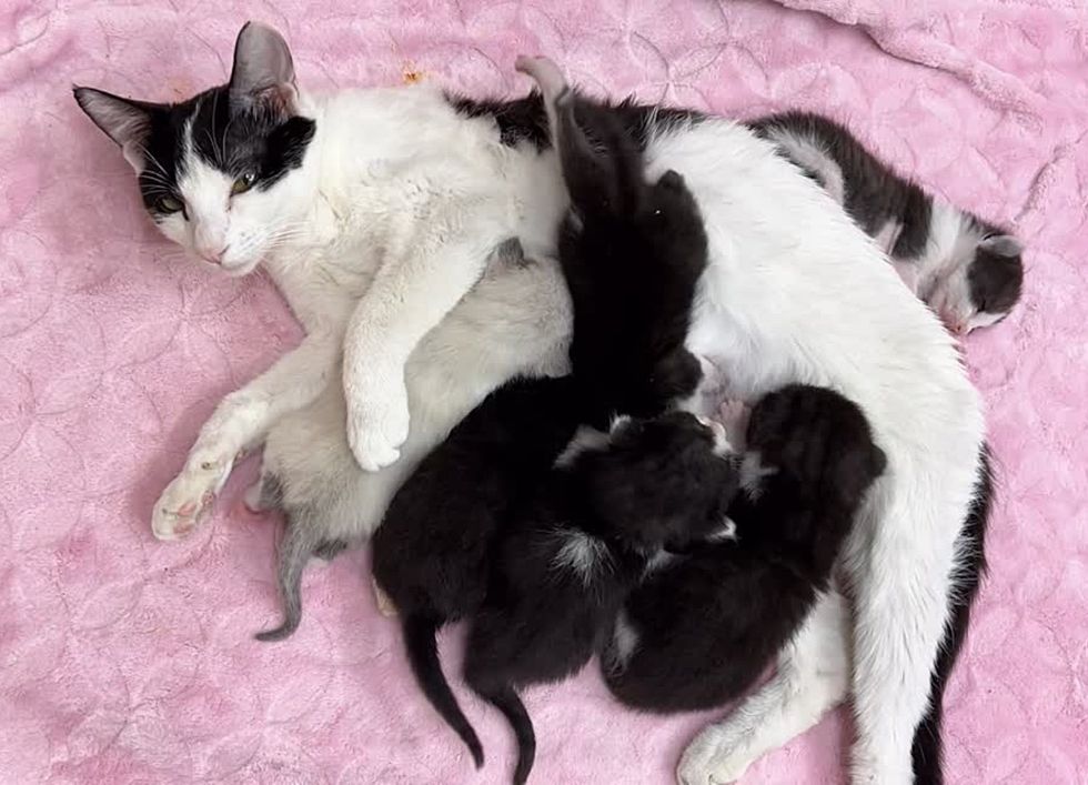 cat nursing kittens