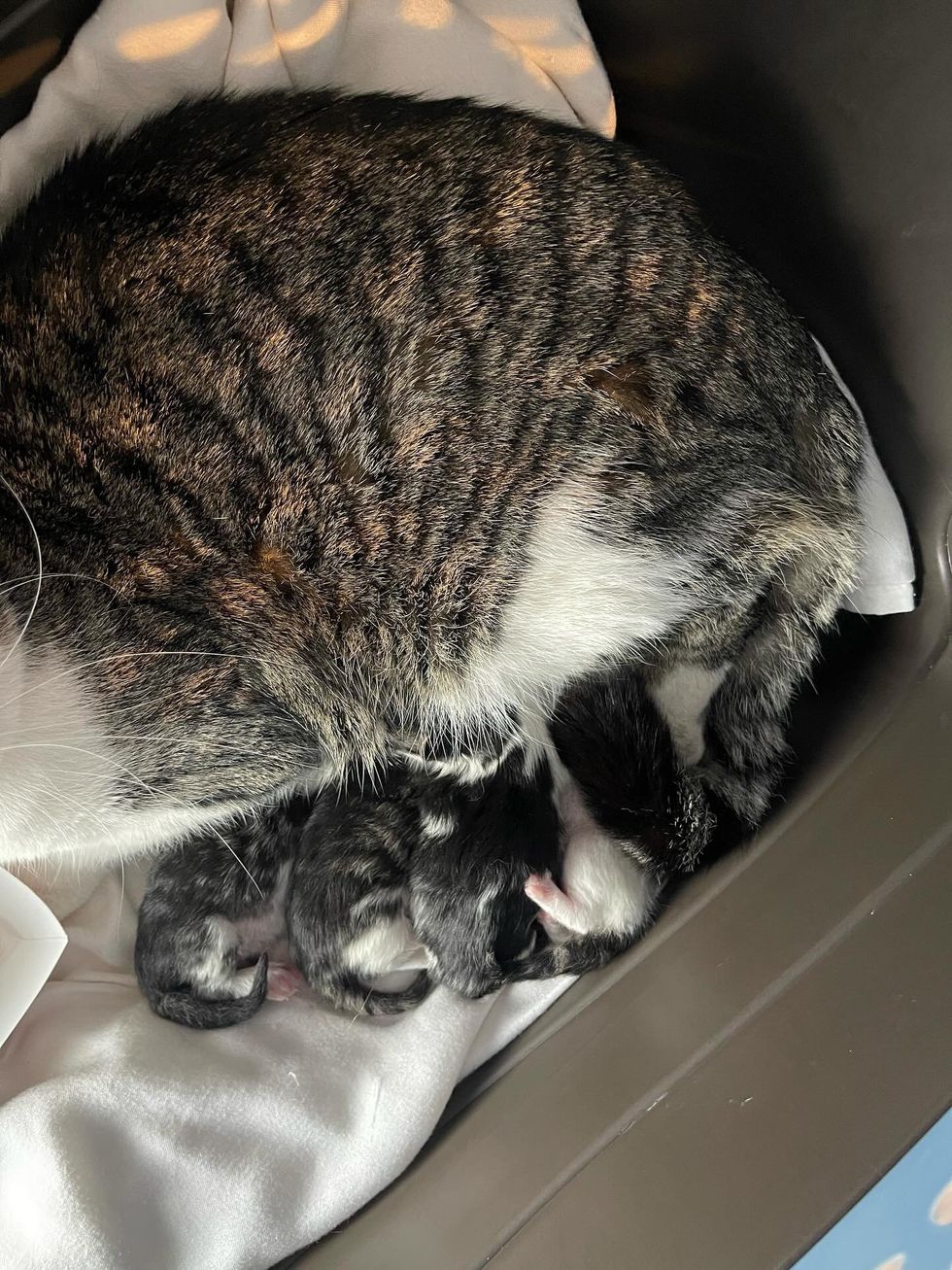 cat nursing newborn kittens