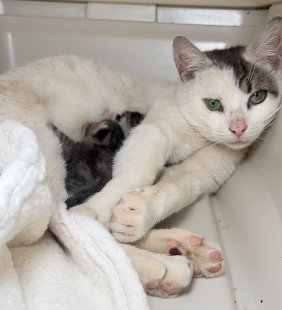 cat nursing newborn kittens