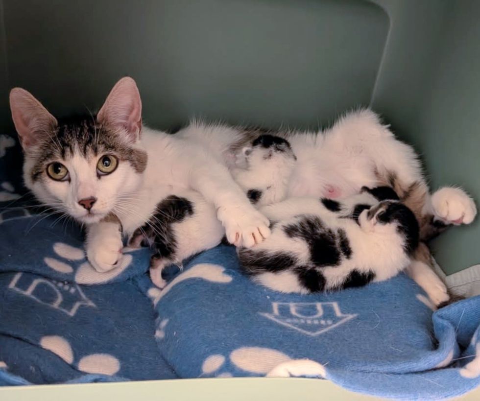 cat nursing newborn kittens