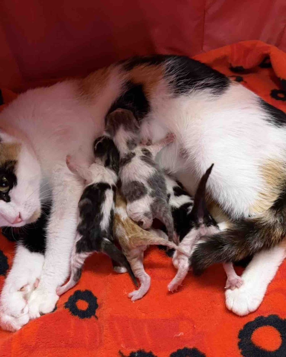 cat nursing newborn kittens