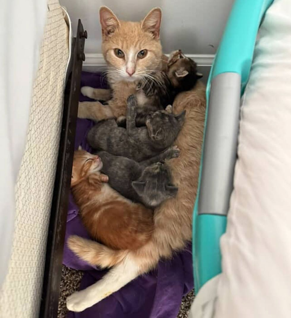 cat nursing sleeping kittens