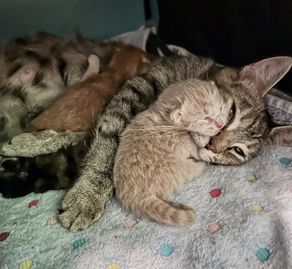 cat nursing snuggling kittens