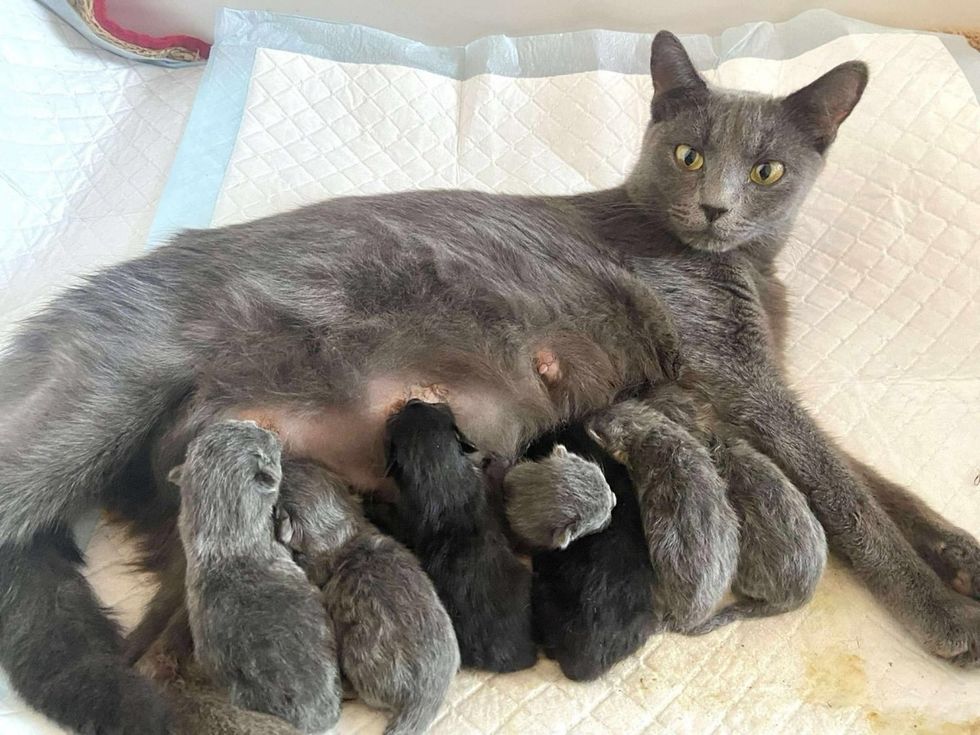 cat nursing tiny kittens