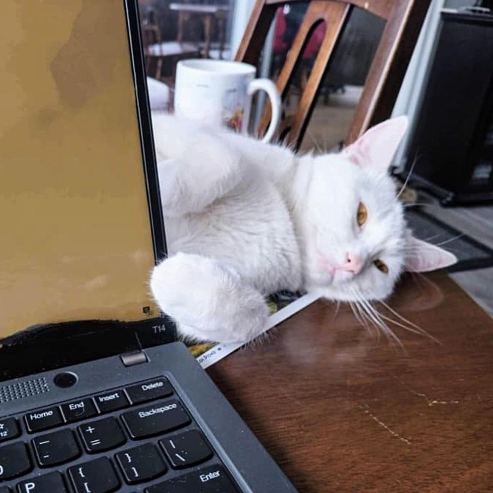 cat office supervisor