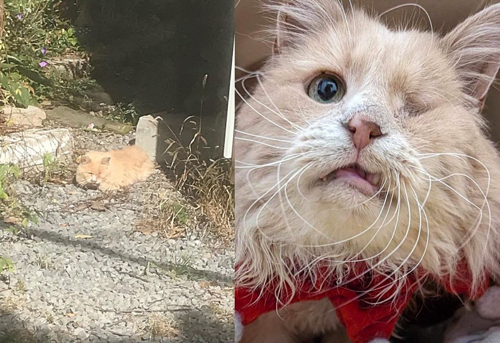 cat one eye then now