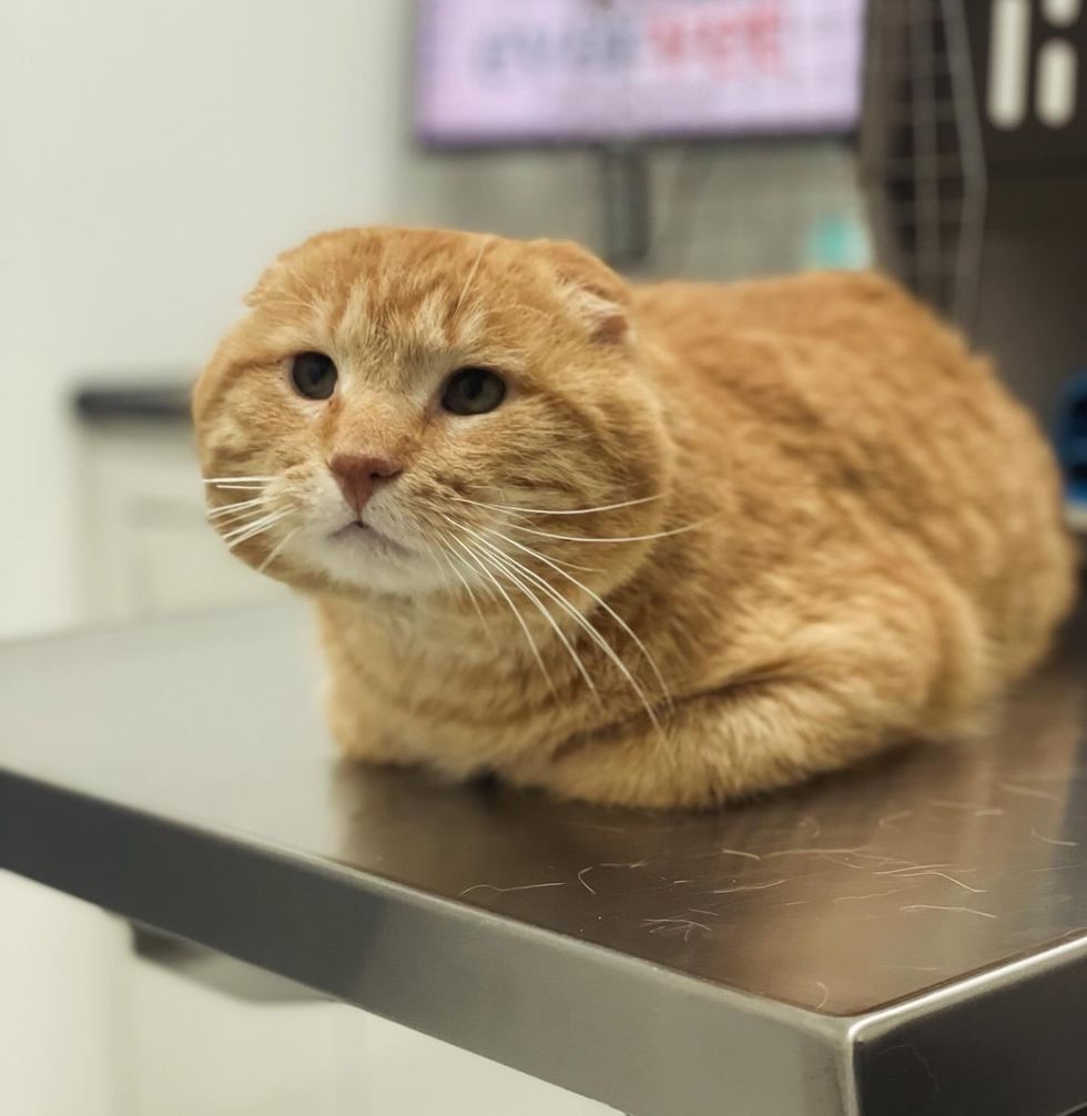 cat orange ear folded