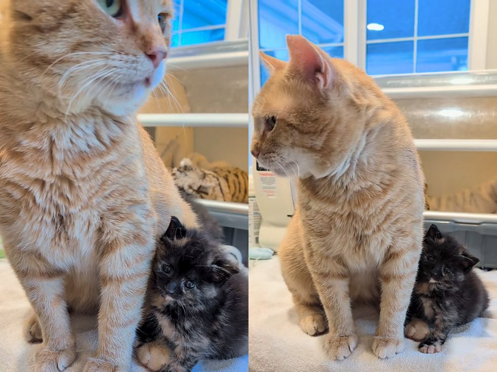 cat orange tortie kitten