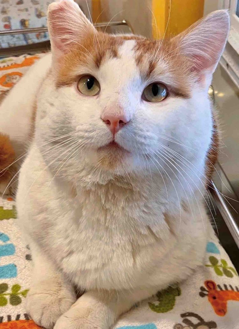 cat orange white friendly