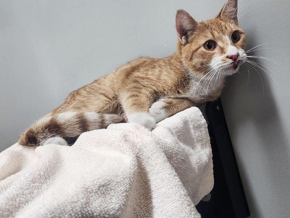 cat orange white mambo