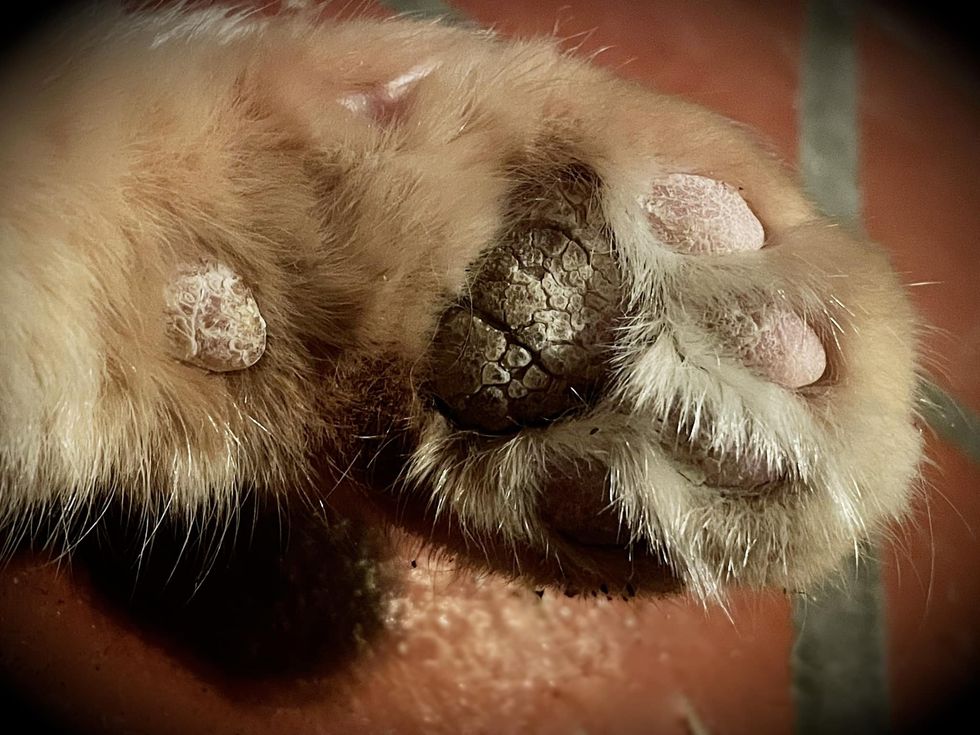 cat paw callouses