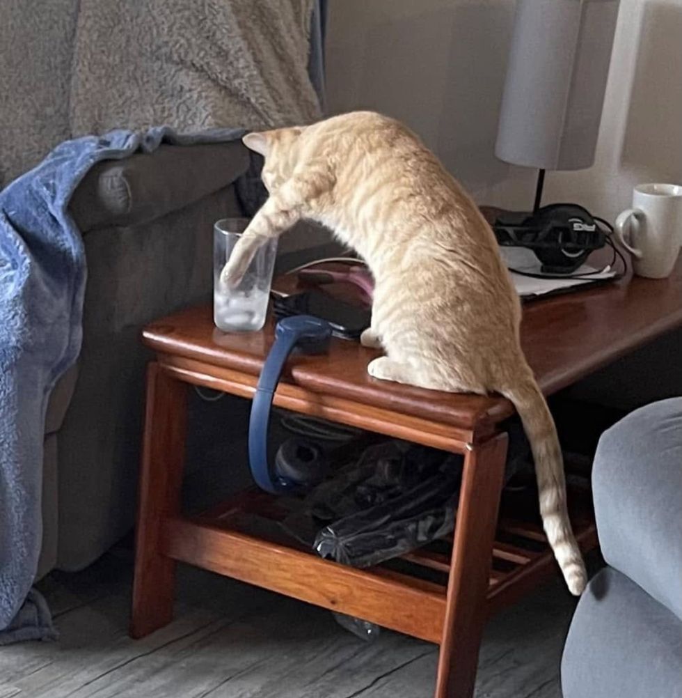 cat paws water glass