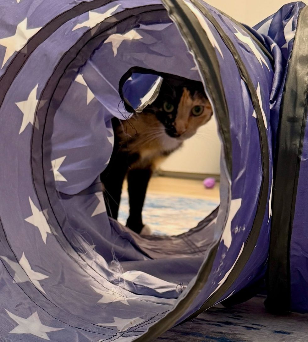 cat peeping throuh hole in play tunnel
