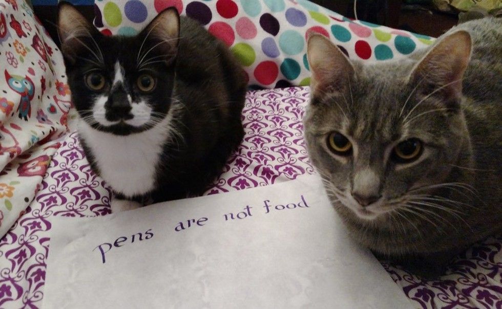 cat pens are not food