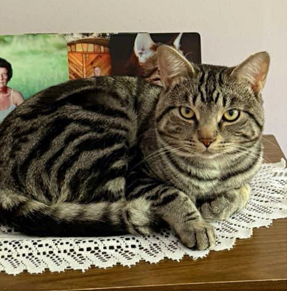 cat perching tabby