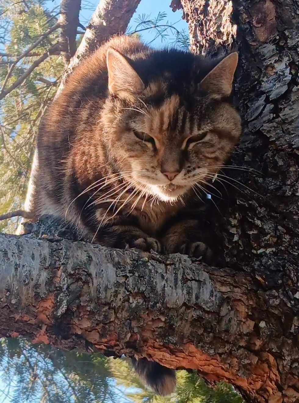 cat perching tree branch