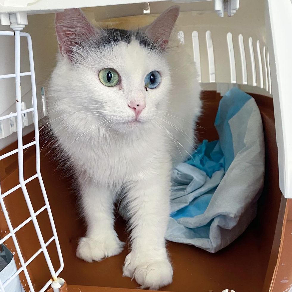 cat playful big paws