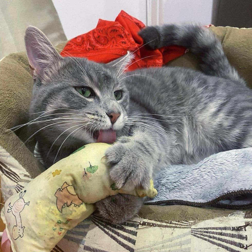 cat playful catnip toy