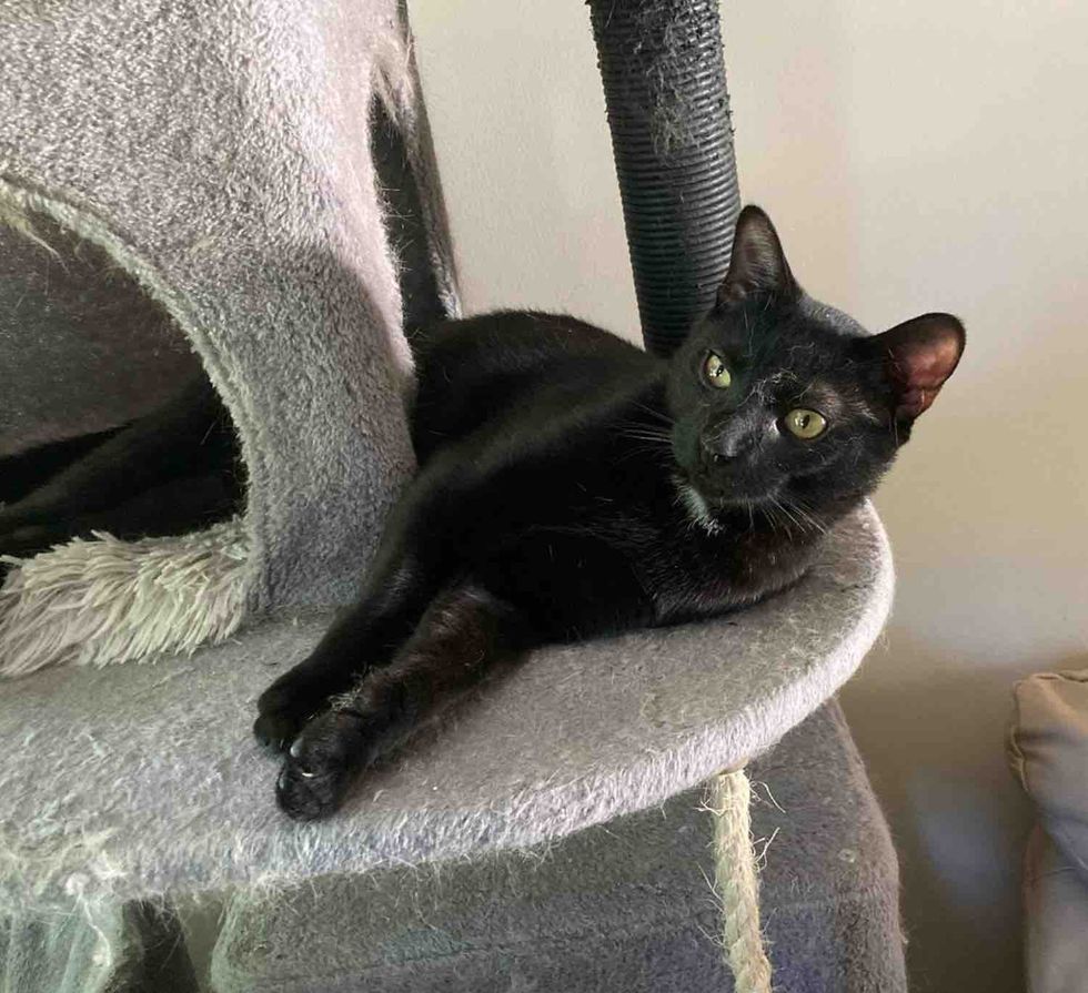 cat playful climbs tree