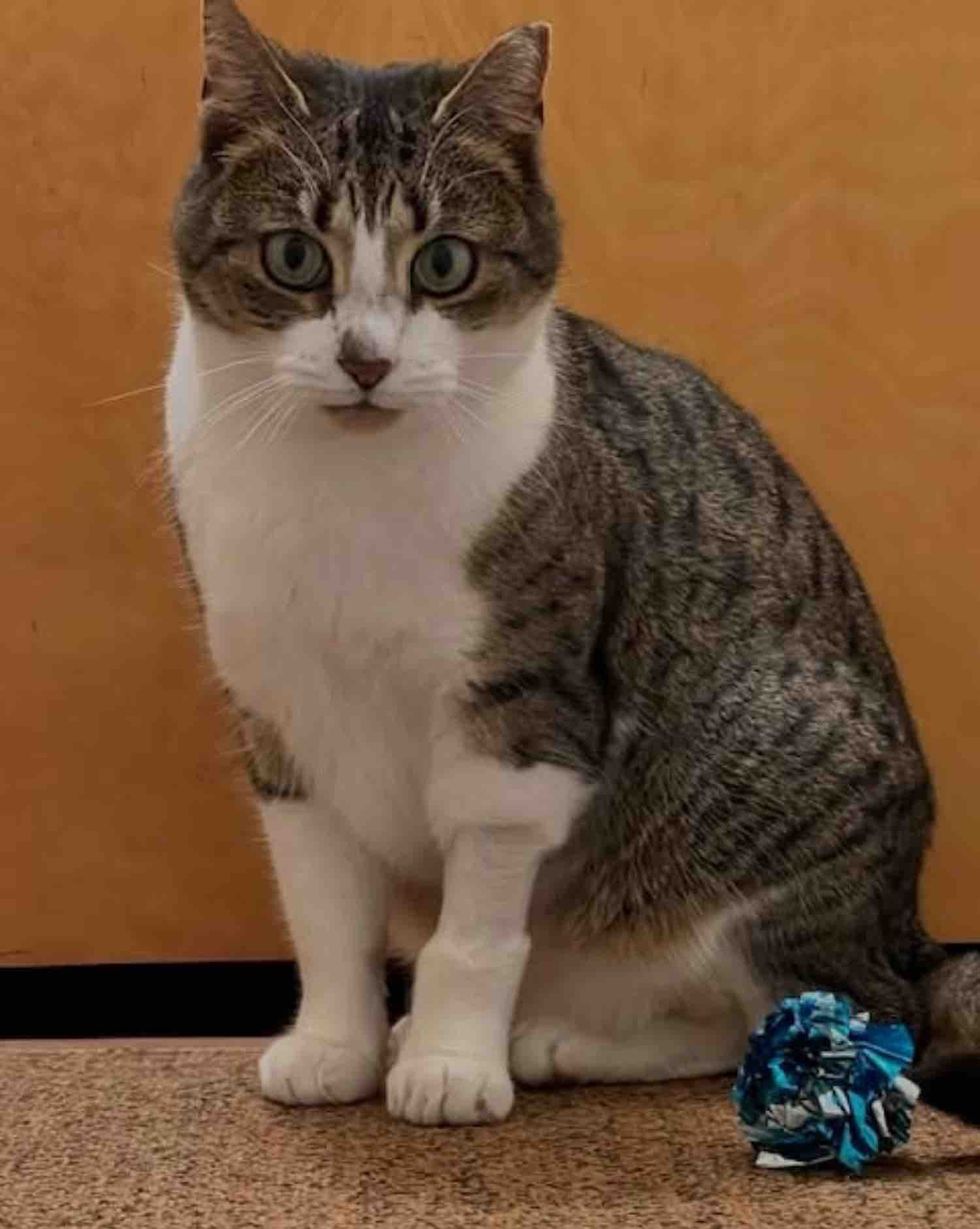 cat playful toy shelter