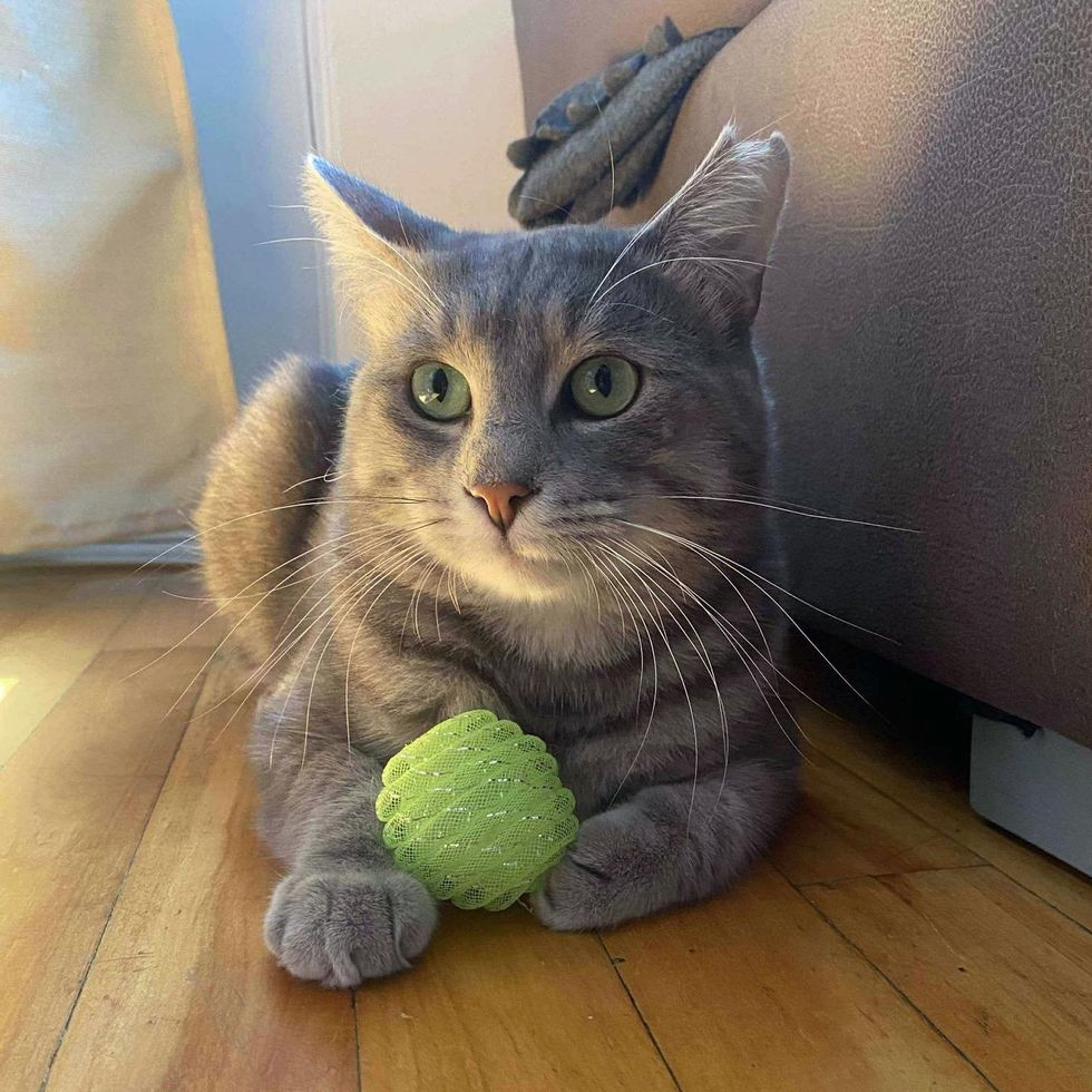 cat playful toy