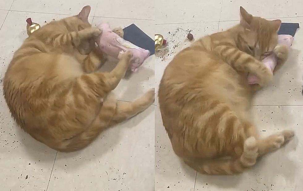 cat playing catnip