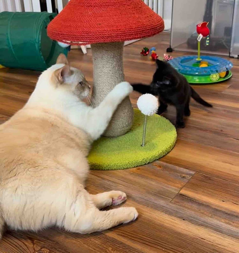 cat plays foster kitten