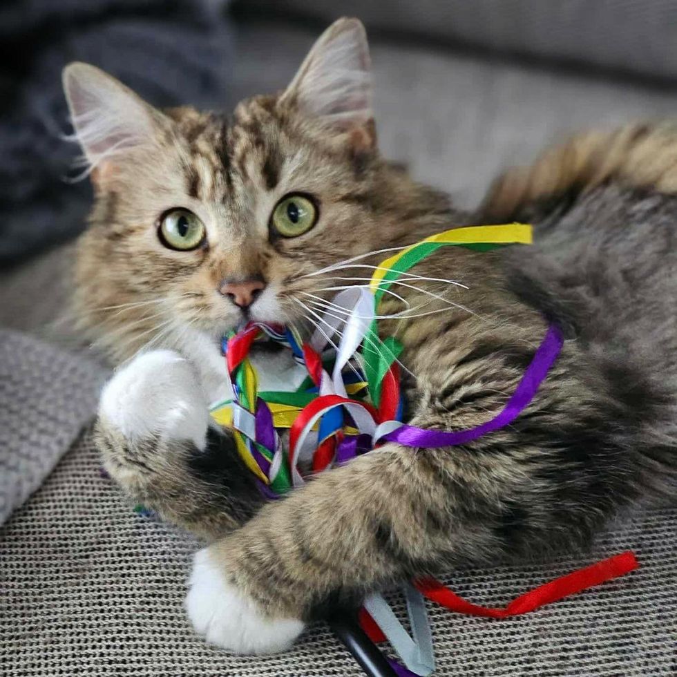 cat plays toy