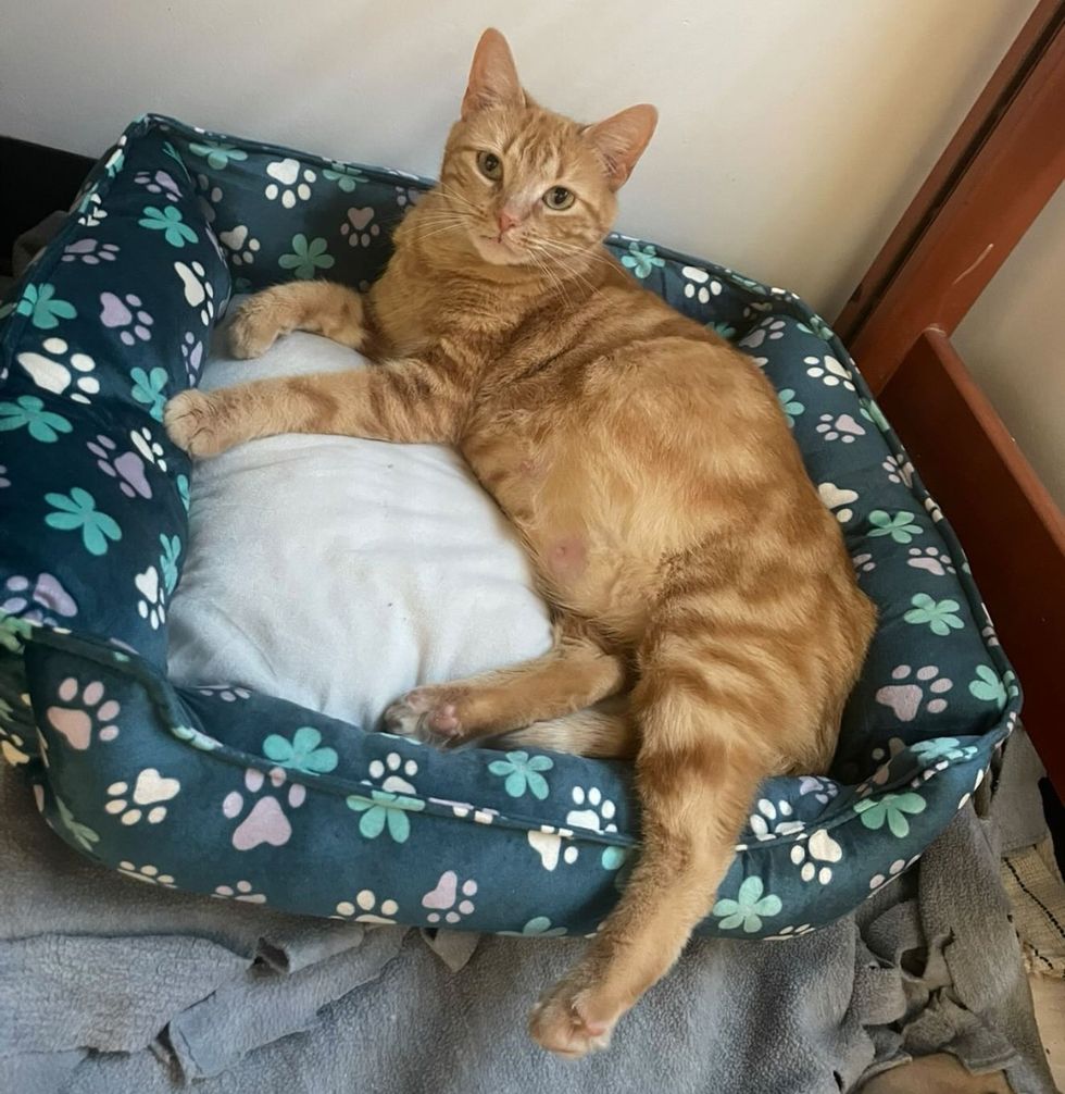 cat pregnant bed snuggles