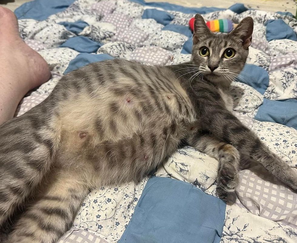 cat pregnant big belly