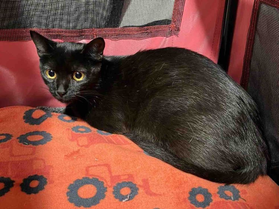 cat pregnant safe indoors