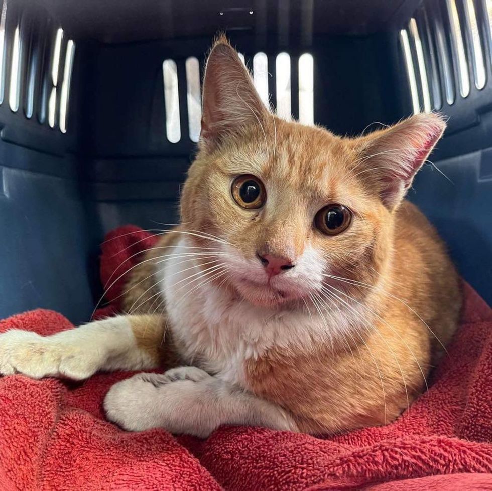 cat rescued from highway