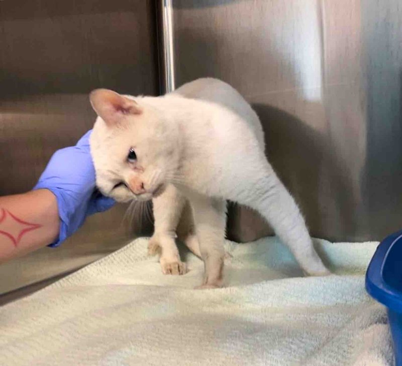 cat rescued safe snuggly