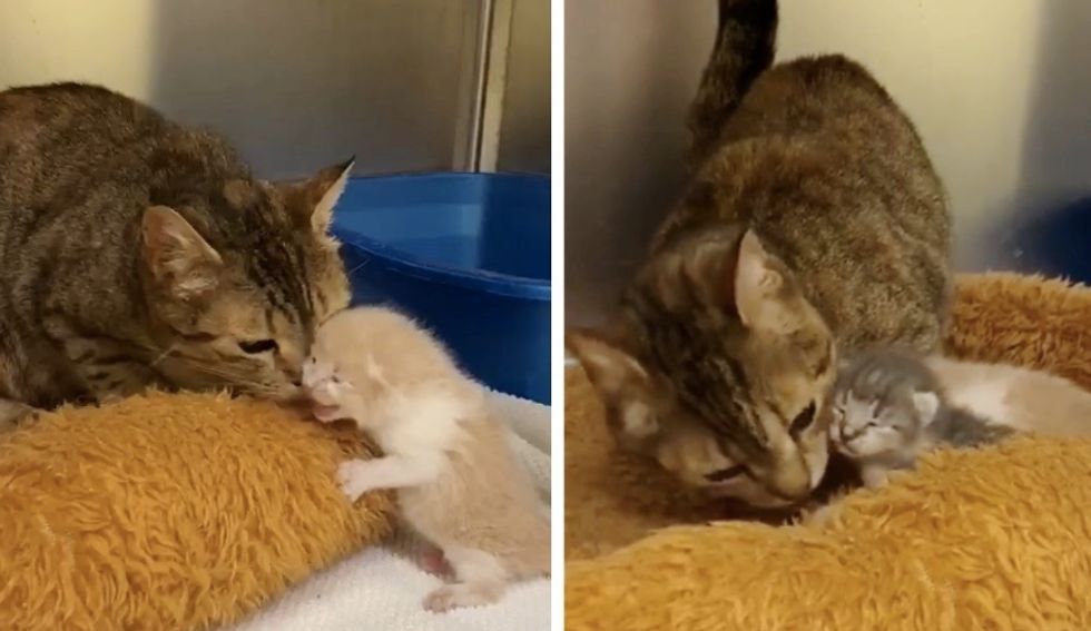 cat, reunion, kittens, shelter