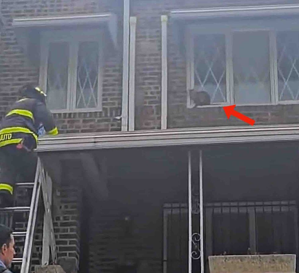 cat rooftop rescue