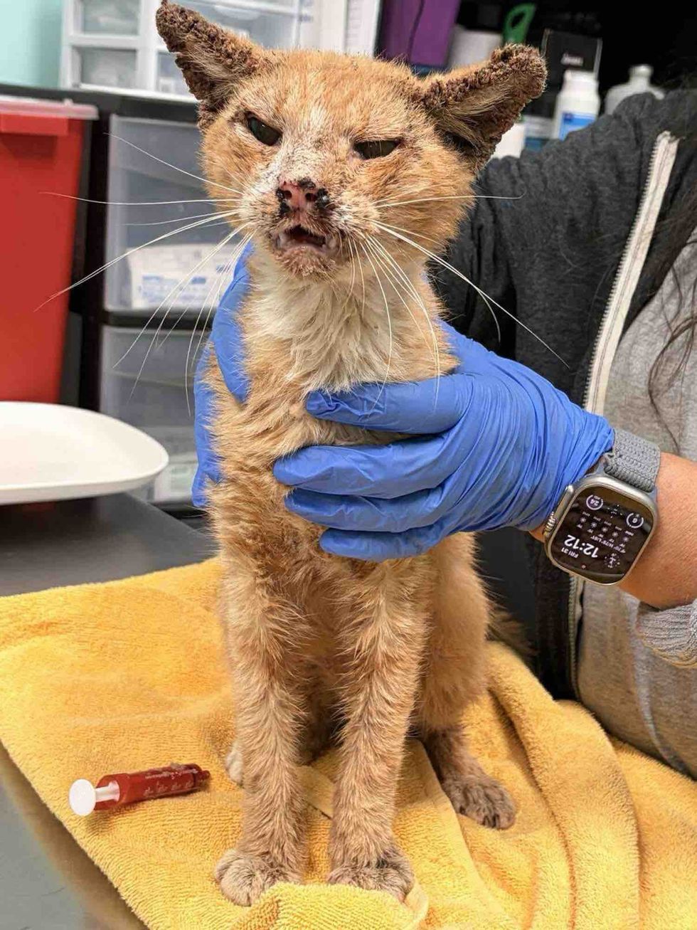 cat rough condition care