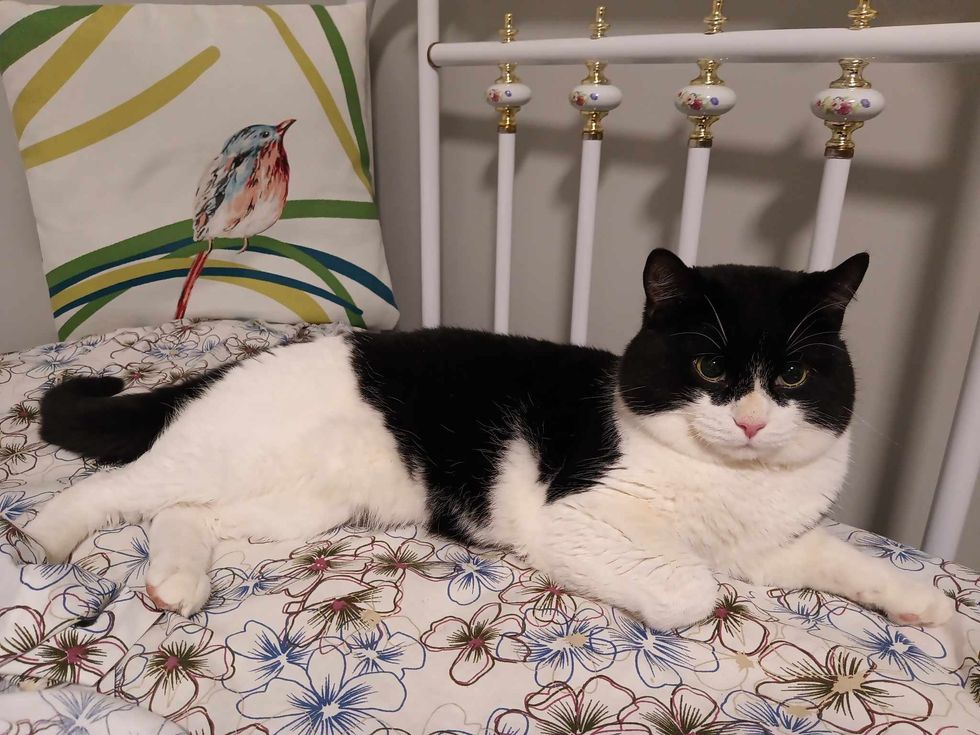 cat round face foster home