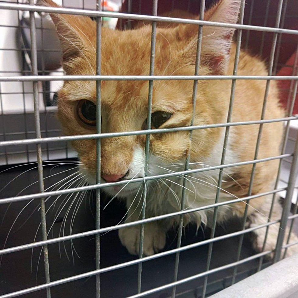 cat rubbed crate purring