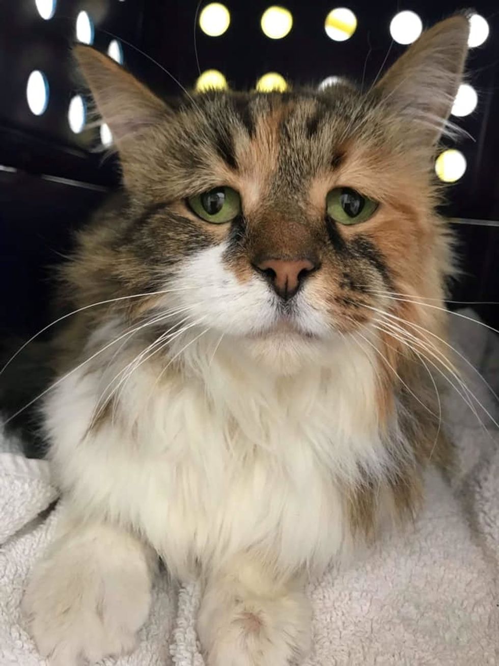 cat, sad, eyes, face