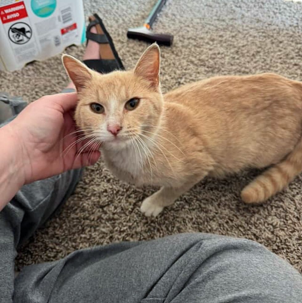 cat safe foster home