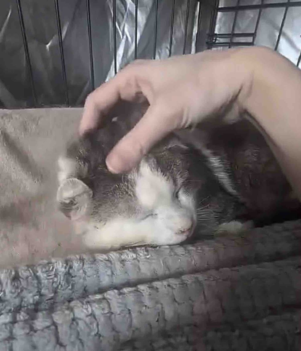 cat safe indoors snuggles